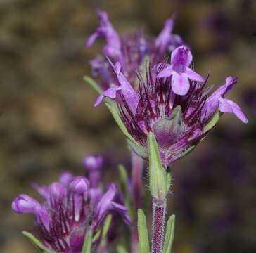 صورة Thymus munbyanus Boiss. & Reut.