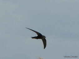 Image of Horus Swift