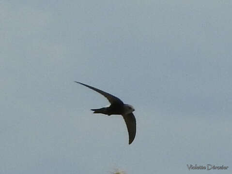 Image of Horus Swift