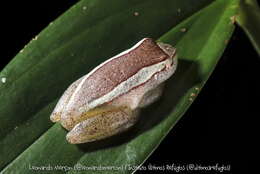 Image of Dendropsophus haddadi (Bastos & Pombal 1996)