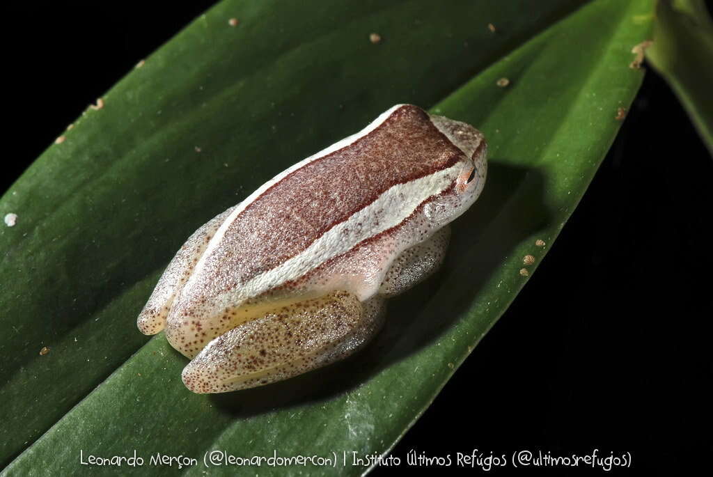 Image of Dendropsophus haddadi (Bastos & Pombal 1996)