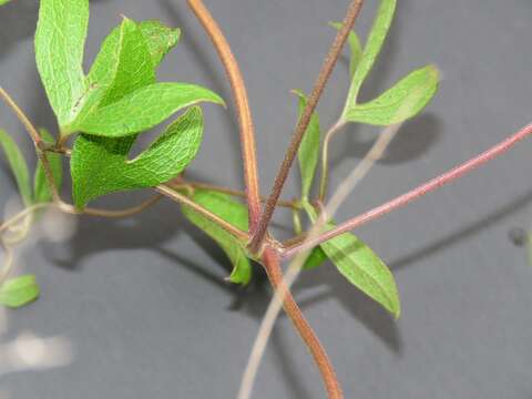 Image de Clematis reticulata Walt.