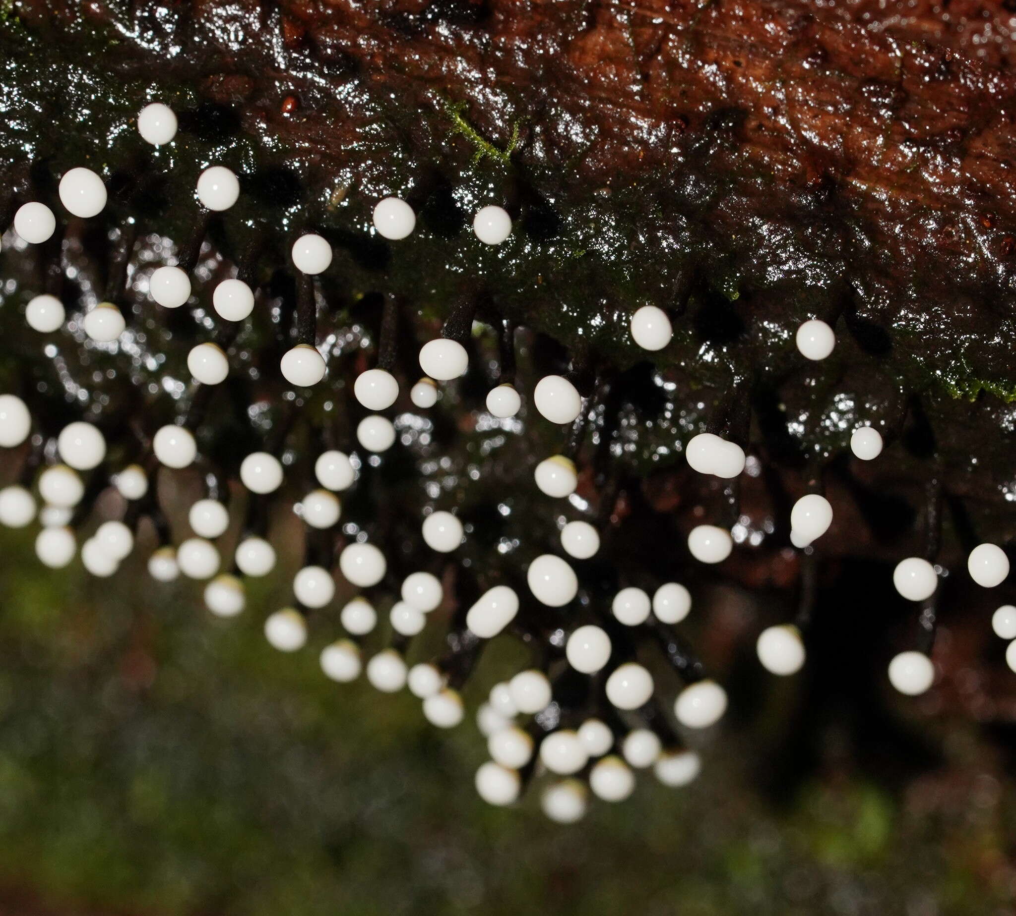 Image of Elaeomyxa cerifera