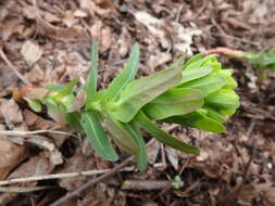 Sivun Euphorbia condylocarpa M. Bieb. kuva