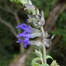 صورة Salvia atrocyanea Epling