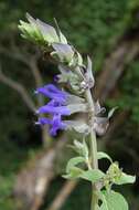 Image of Salvia atrocyanea Epling