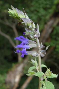 Image of Salvia atrocyanea Epling