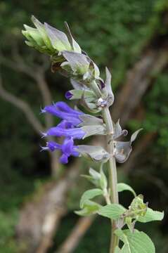 Plancia ëd Salvia atrocyanea Epling