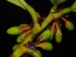 Imagem de Erythroxylum macrophyllum Cav.