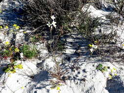 Image de Heliophila macowaniana Schltr.