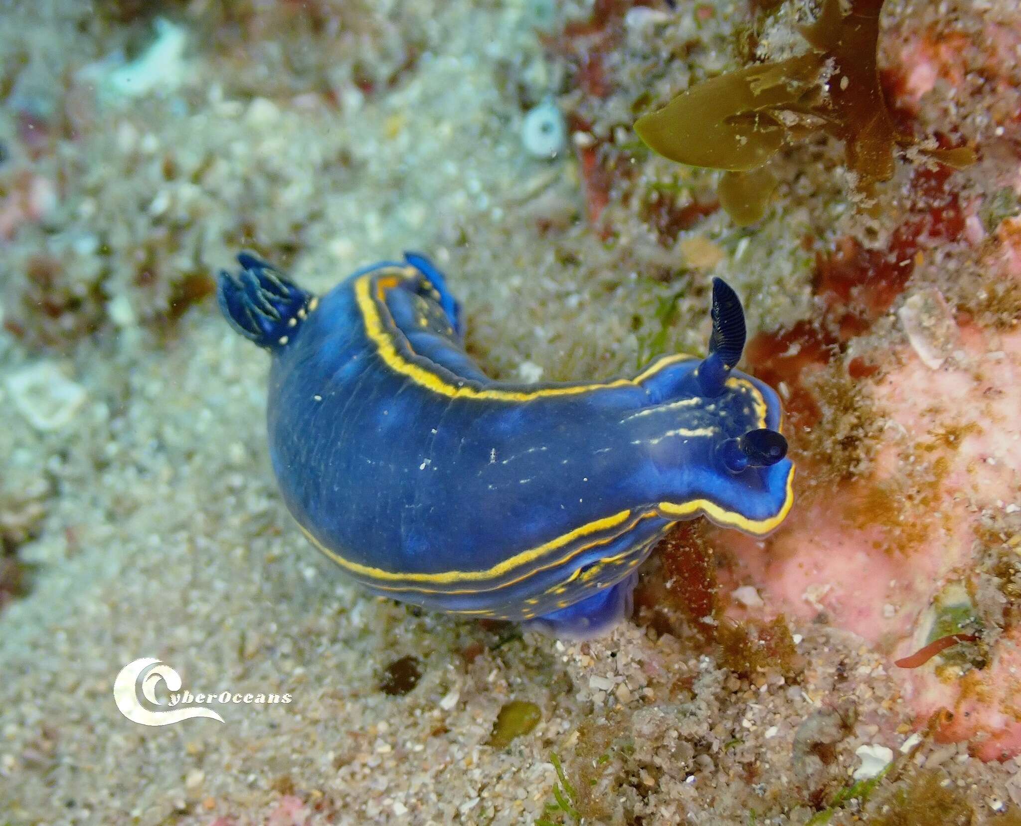 Image of double-lined sea slug