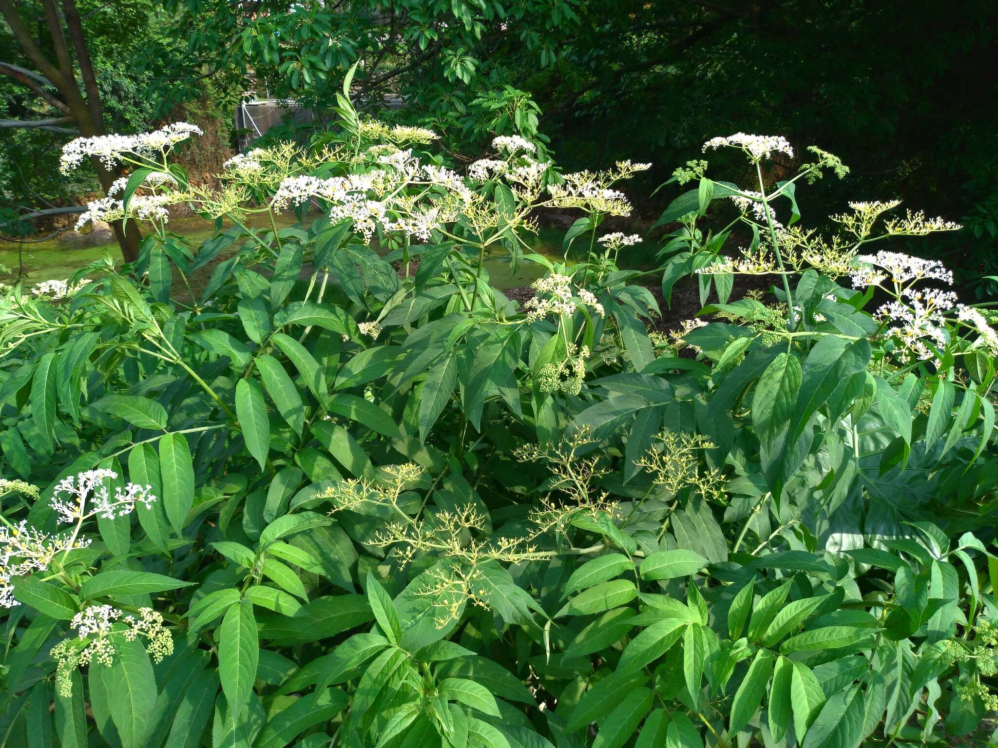 Plancia ëd Sambucus javanica Reinw. ex Bl.