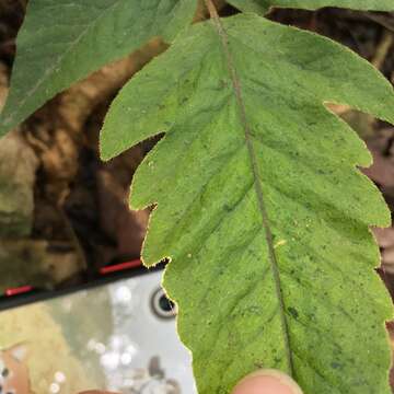 Image of Tectaria subtriphylla (Hook. & Arn.) Copel.