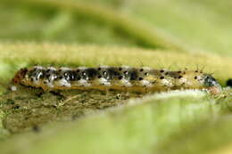 Epermenia chaerophyllellus Goeze resmi