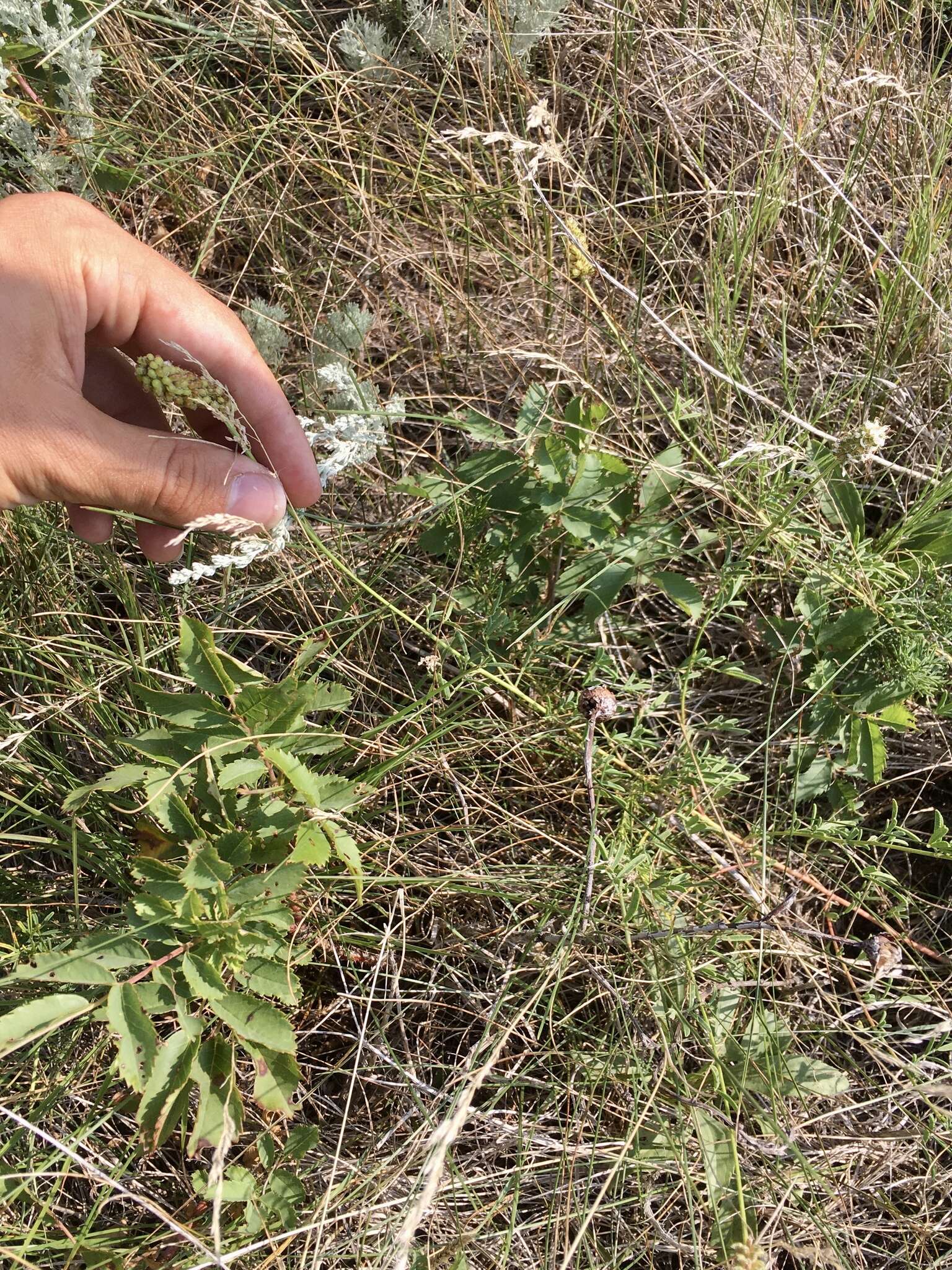 Image of white prairie clover