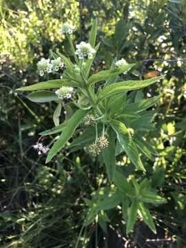 Image of Lippia rehmannii H. Pearson