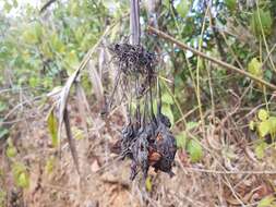 Tacca leontopetaloides (L.) Kuntze resmi