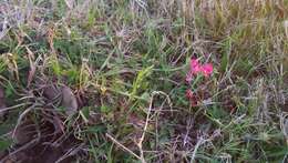 Image of crisped mock vervain