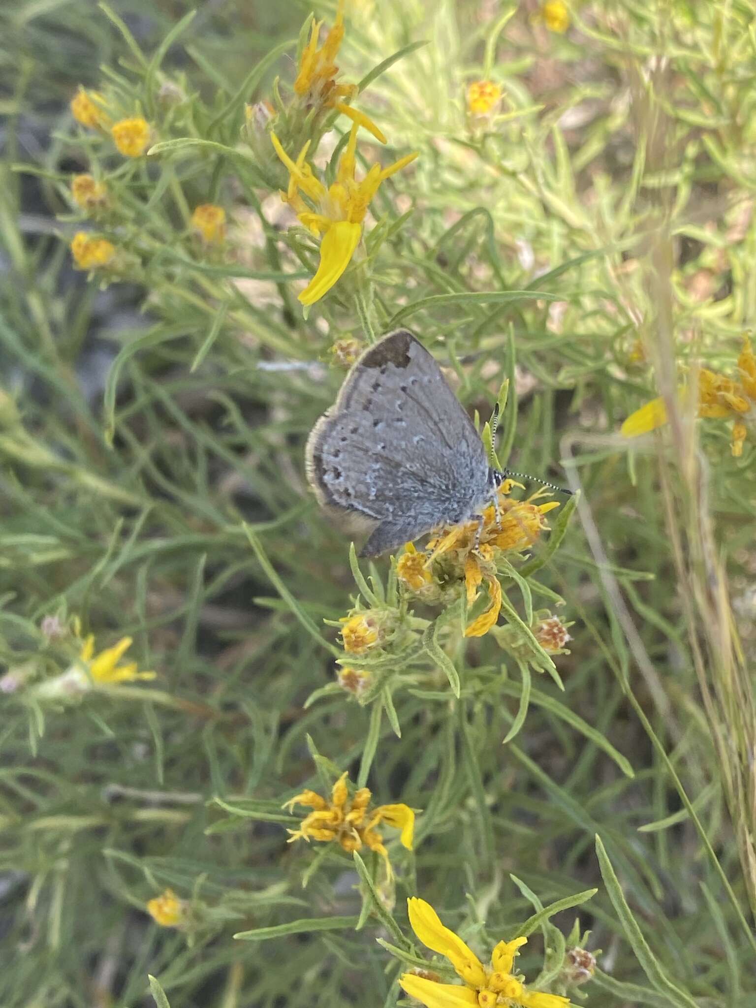 Image of Satyrium fuliginosa (Edwards 1861)