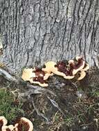 Image of Ganoderma polychromum (Copel.) Murrill 1908