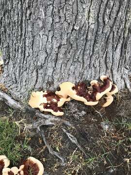 Ganoderma polychromum (Copel.) Murrill 1908的圖片