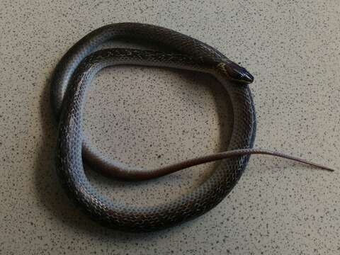 Image of Indian Wolf Snake