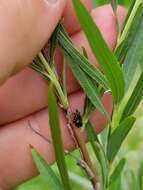 Graphocephala lugubris (Signoret 1854)的圖片