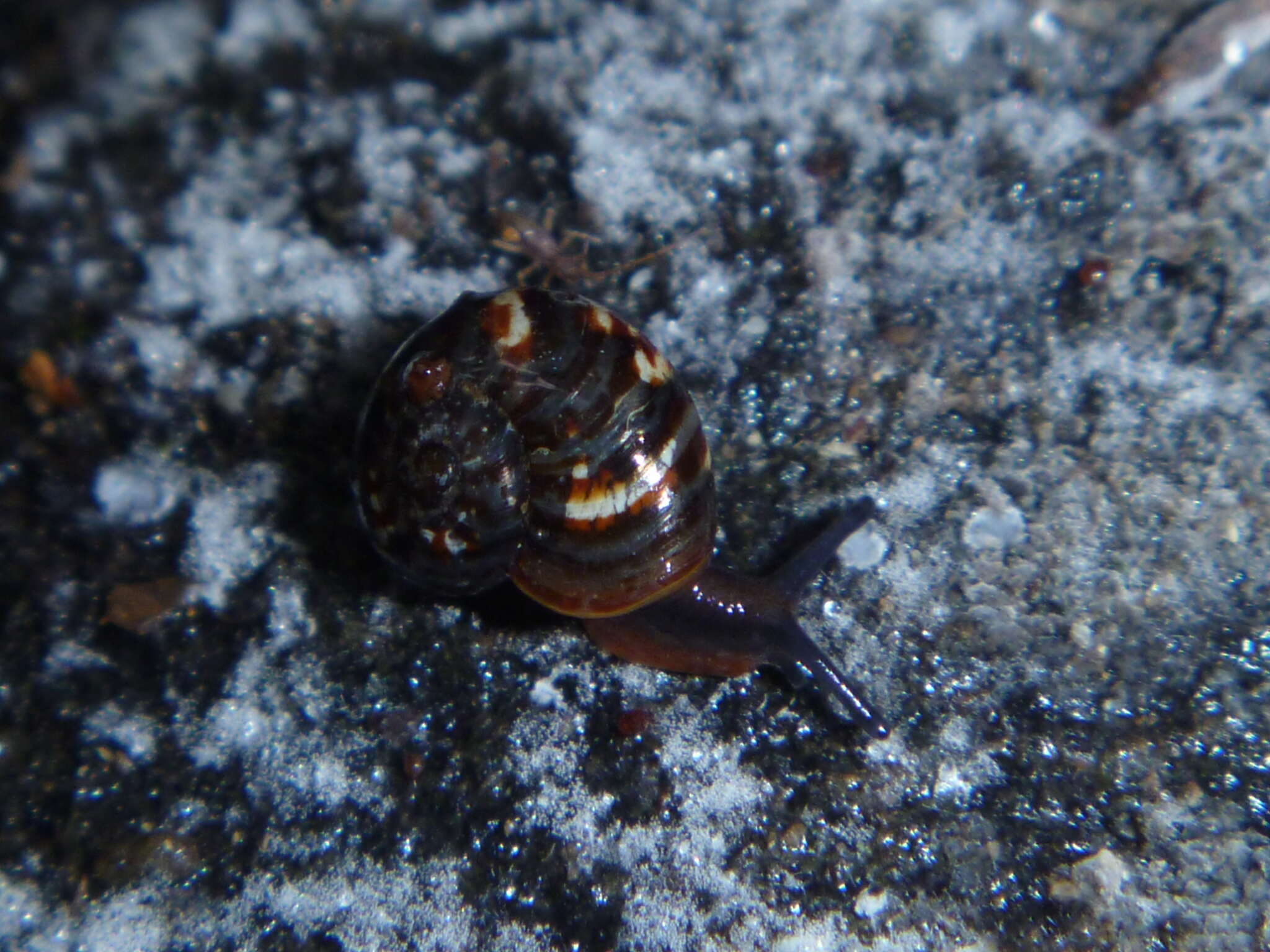 Image of Flammulina E. von Martens 1873