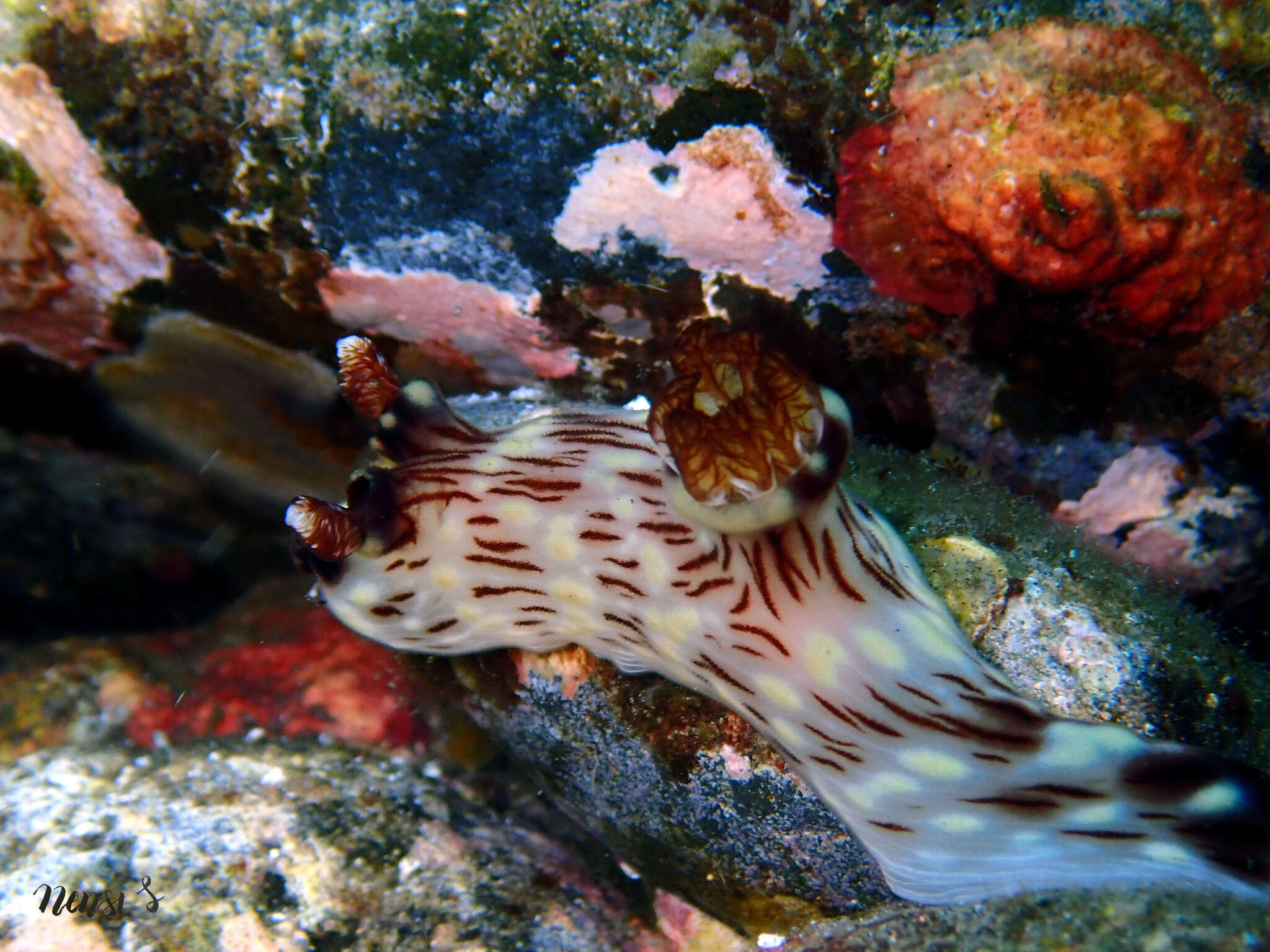 Image of Jorunna rubescens (Bergh 1876)