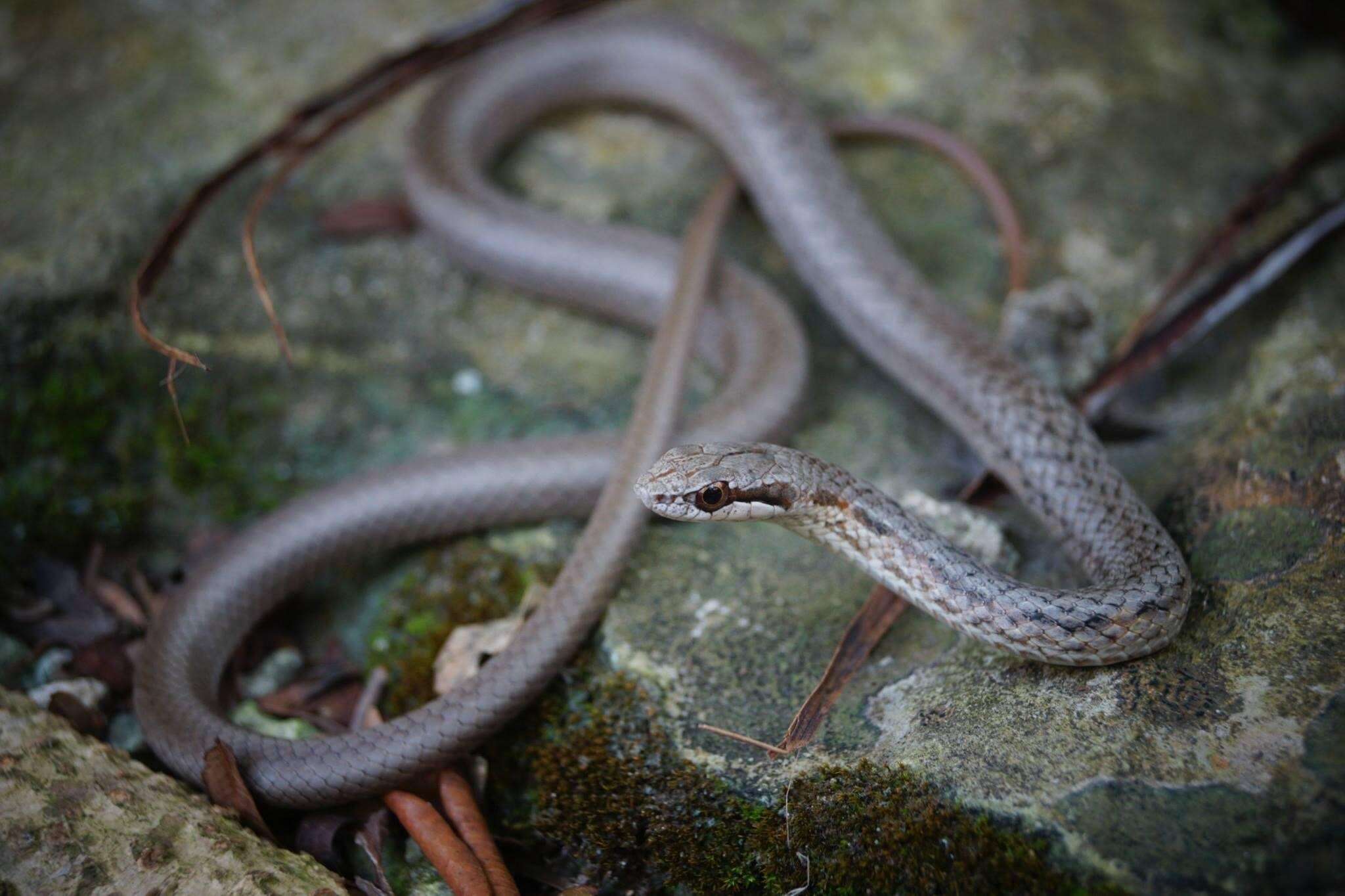 Cubophis vudii (Cope 1862) resmi