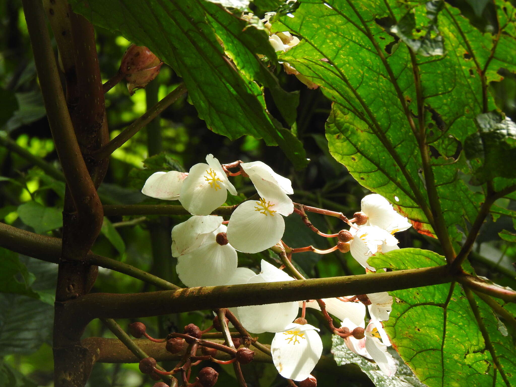 Image of Begonia baccata Hook. fil.