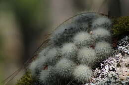 صورة Mammillaria senilis Lodd. ex Salm-Dyck