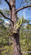 Imagem de Tillandsia seleriana Mez