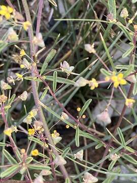 Image of Small-Flower Stinkweed