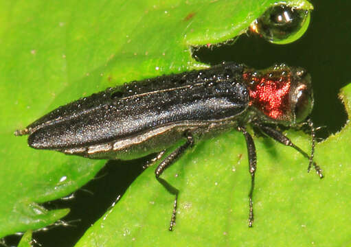 Imagem de Agrilus ruficollis (Fabricius 1787)