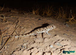 Слика од Tenuidactylus caspius (Eichwald 1831)