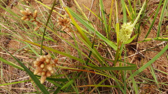 Image of Scleria cyperina Kunth