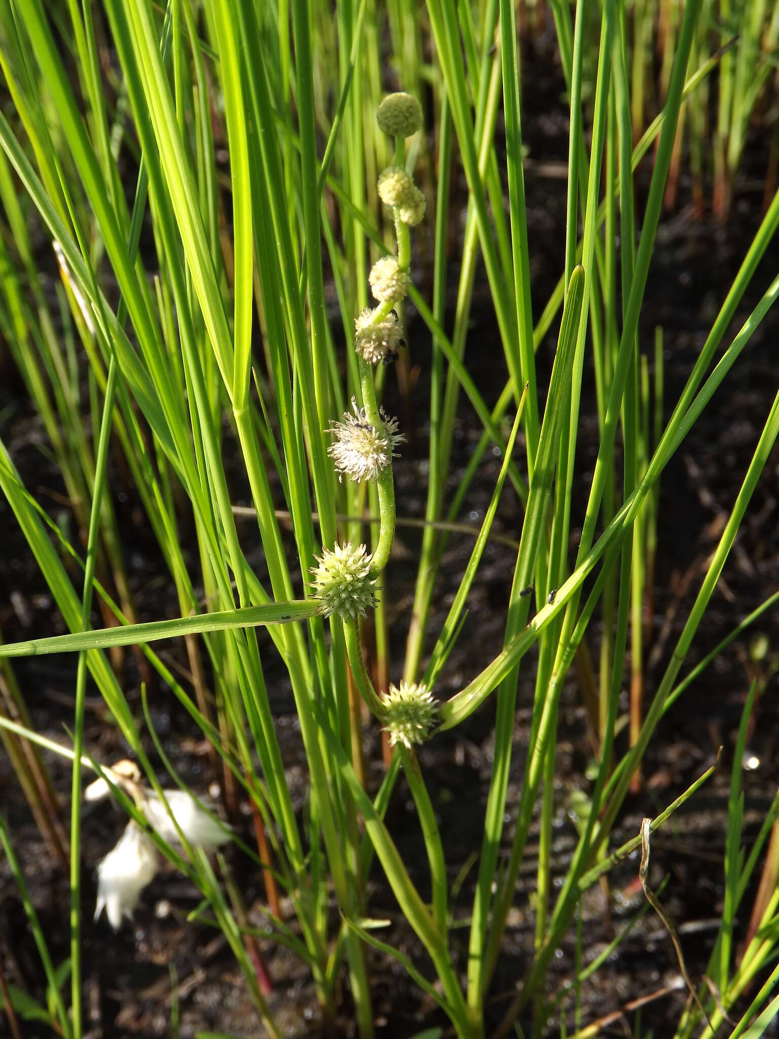 Imagem de Sparganium subglobosum Morong