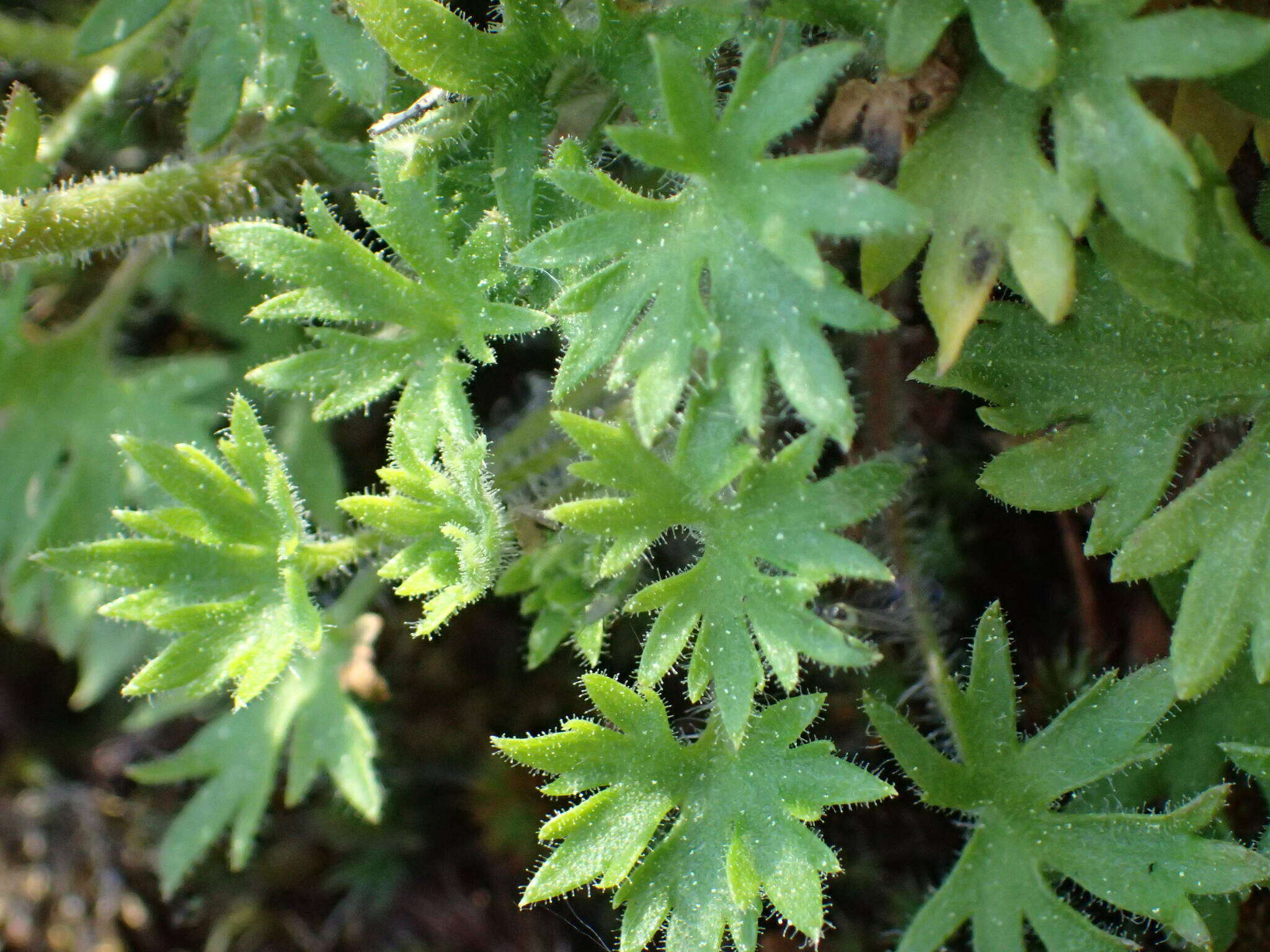 Sivun Saxifraga geranioides L. kuva