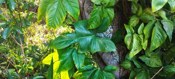 Image of Philodendron bipennifolium Schott