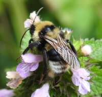 Image of Bombus barbutellus (Kirby 1802)