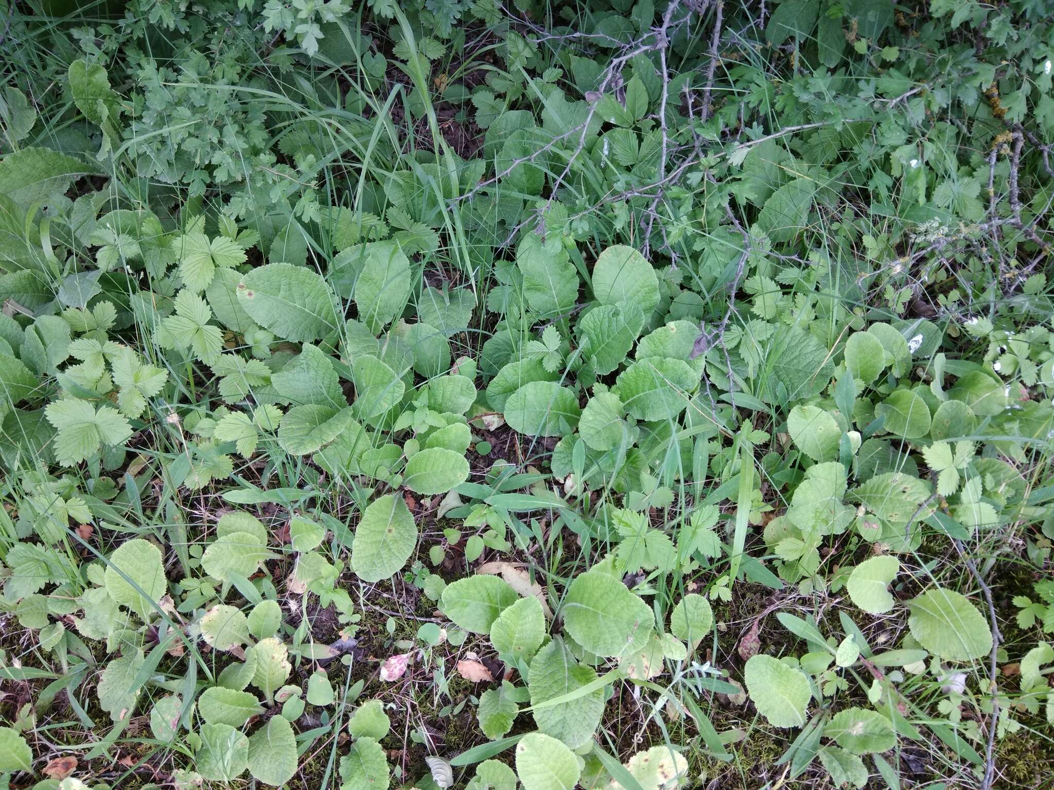 Image of Primula acaulis subsp. rubra (Sm.) Greuter & Burdet