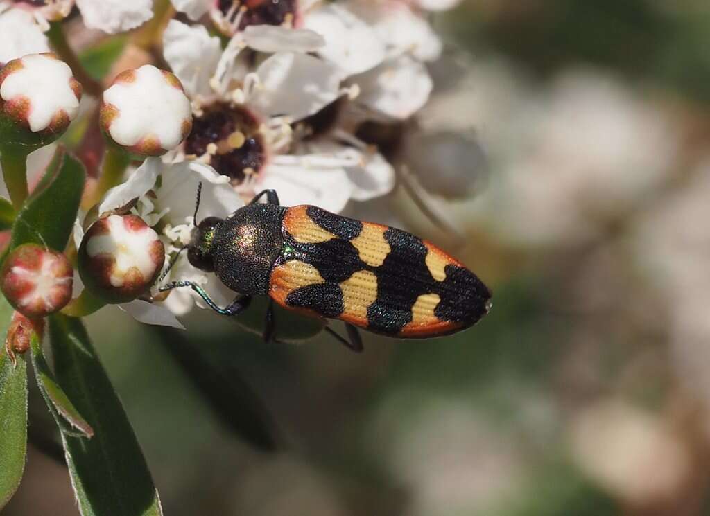 Sivun Castiarina flavopicta (Boisduval 1835) kuva