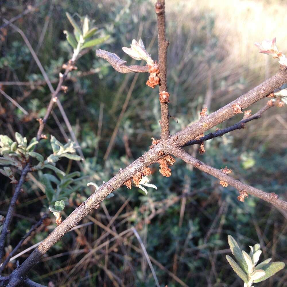 Image of Quercus microphylla Née