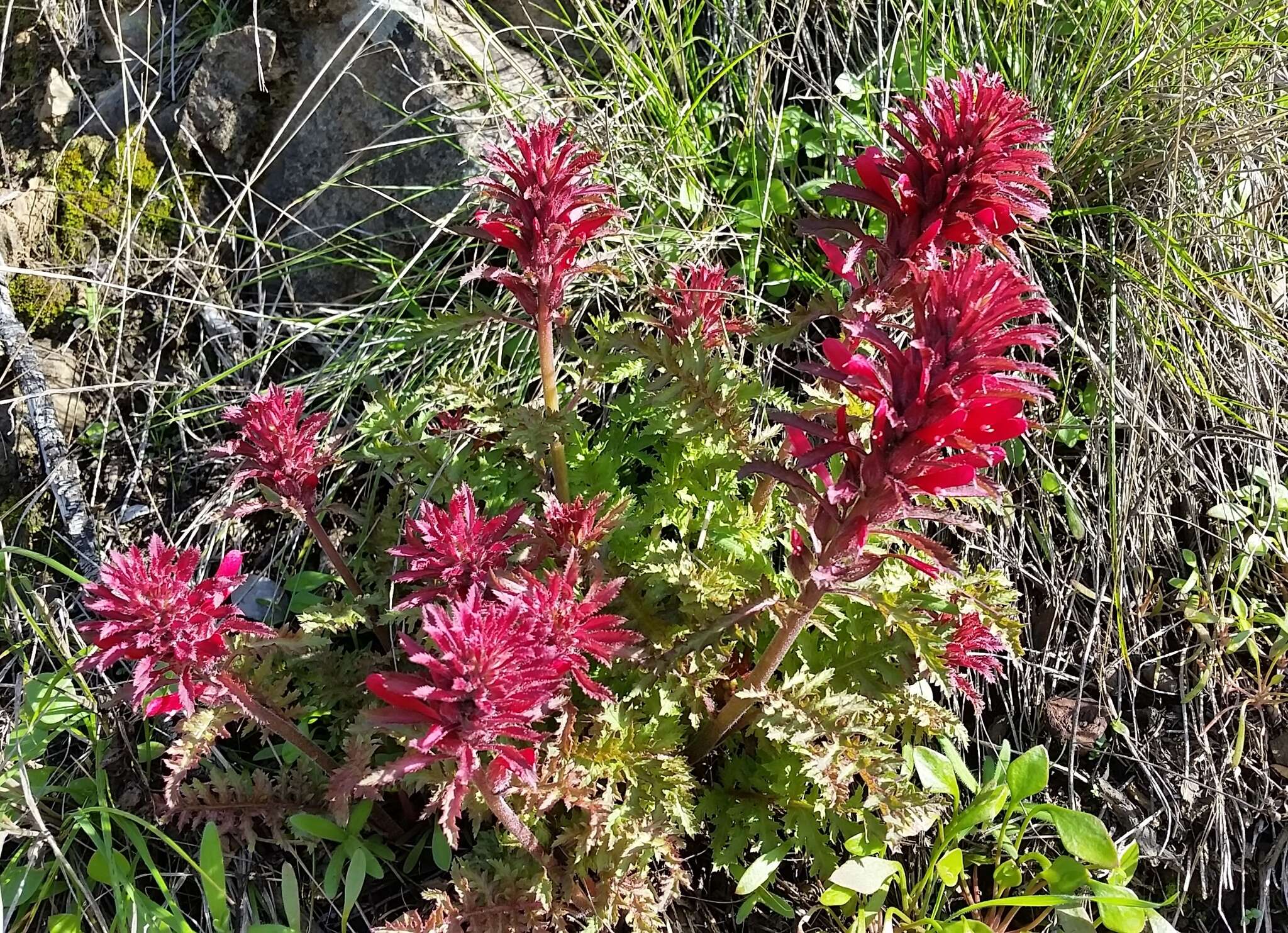 Слика од Pedicularis densiflora Benth.