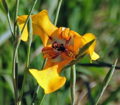 Image of Cypella herbertii (Lindl.) Herb.