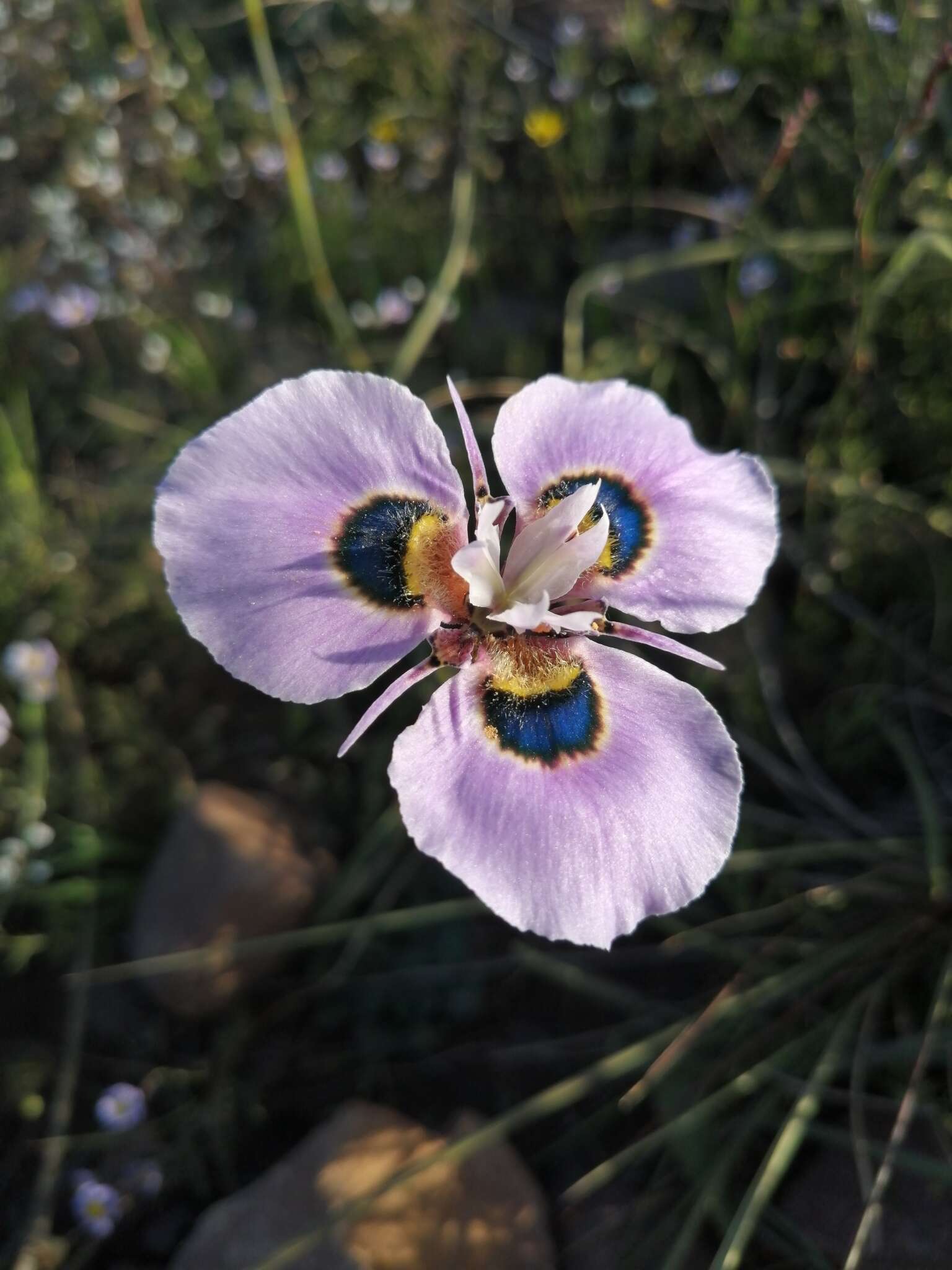 Image of Peacock moraea