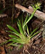 Tillandsia biflora Ruiz & Pav. resmi