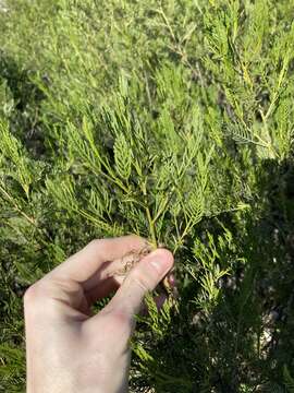 Image of Dodonaea inaequifolia Turcz.