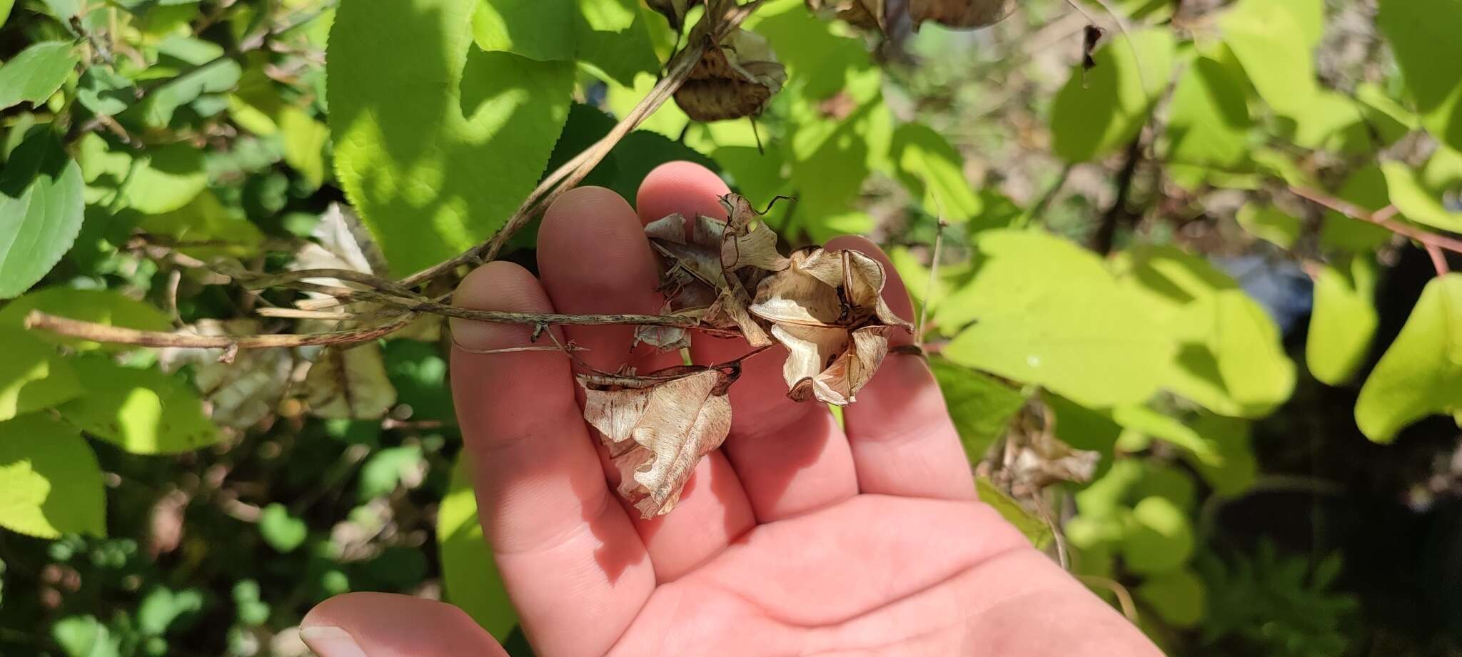 Dioscorea caucasica Lipsky的圖片